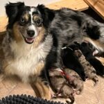 WhatsApp Image 2026-02-17 at 07.44.37