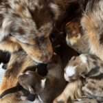 WhatsApp Image 2026-02-17 at 07.44.37(1)