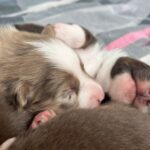 WhatsApp Image 2026-02-17 at 07.44.38