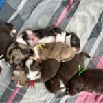 WhatsApp Image 2026-02-17 at 07.44.38(10)