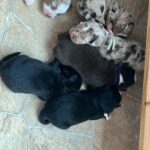 WhatsApp Image 2026-02-17 at 07.44.38(11)