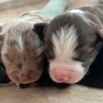 WhatsApp Image 2026-02-17 at 07.44.38(2)