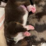 WhatsApp Image 2026-02-17 at 07.44.38(6)