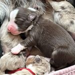 WhatsApp Image 2026-02-17 at 07.44.38(7)