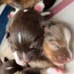 WhatsApp Image 2026-02-17 at 07.44.38(8)