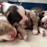 WhatsApp Image 2026-02-17 at 07.44.38(9)