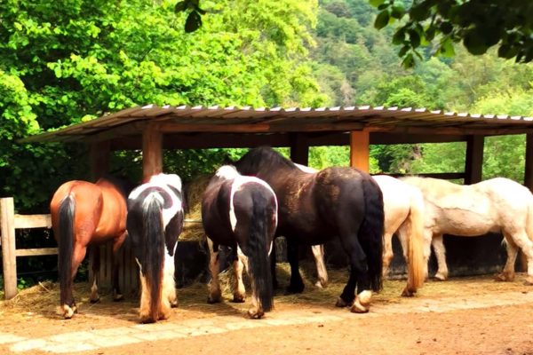 Offenlaufstall - Außenraufe