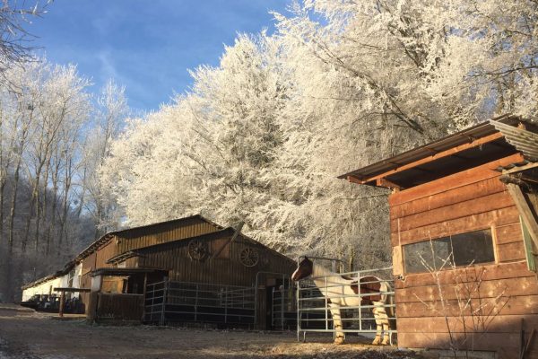 Stall 16_9_bearbeitet