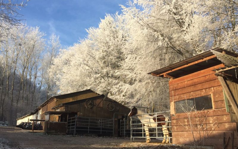 Stall 16_9_bearbeitet